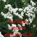 Limonka chobotnat&aacute; statice Qis White