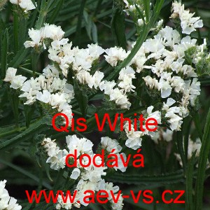 Limonka chobotnat&aacute; statice Qis White