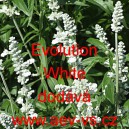 &Scaron;alvěj pomoučen&aacute; Evolution White