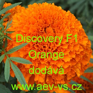 Aksamitn&iacute;k vzpř&iacute;men&yacute; nana Discovery F1 Orange