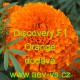 Aksamitník vzpřímený nana Discovery F1 Orange