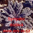 Kapusta kadeřav&aacute; kadeř&aacute;vek červen&yacute; Sympatic