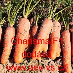 Mrkev obecn&aacute; hybridn&iacute; Charisma F1 - typ Chantenay 