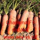 Mrkev obecná hybridní Charisma F1 - typ Chantenay 