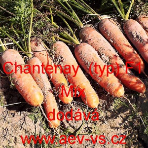 Mrkev obecn&aacute; hybridn&iacute; Chantenay (typ) F1 Mix