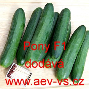 Okurka set&aacute; sal&aacute;tov&aacute; hybridn&iacute; "hadovka" do sklen&iacute;ku Pony F1