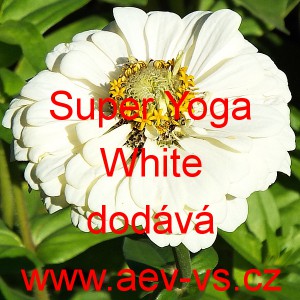 Ost&aacute;lka sličn&aacute;, lep&aacute; Super Yoga White
