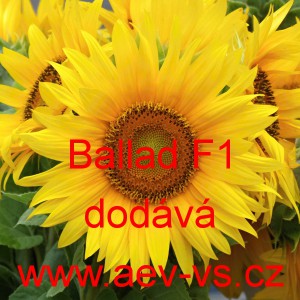 Slunečnice ročn&iacute; Ballad F1