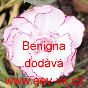 Hvozd&iacute;k karafi&aacute;t Benigna