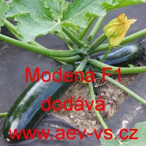 Tykev obecn&aacute; cuketa hybridn&iacute; Modena F1