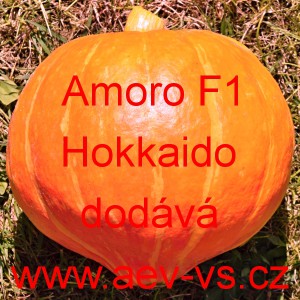 Tykev velkoplod&aacute; hybridn&iacute; Amoro F1 Hokkaido