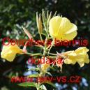 Pupalka dvoulet&aacute;