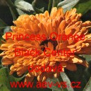 Měs&iacute;ček l&eacute;kařsk&yacute; Princess Orange Black Center