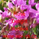 Husen&iacute;k v&iacute;čkolist&yacute; Rose Delight