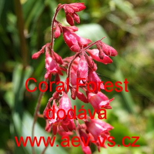Dlužicha krvav&aacute; Coral Forest
