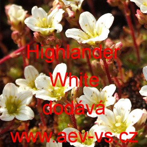 Lomik&aacute;men Arendsův Highlander White