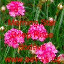Tr&aacute;vnička př&iacute;mořsk&aacute; Morning Star Deep Rose