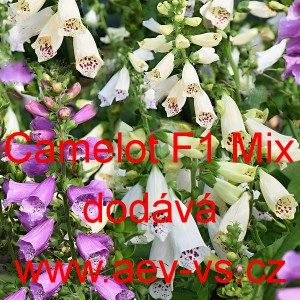 N&aacute;prstn&iacute;k červen&yacute; Camelot F1 Mix