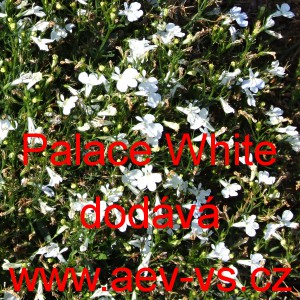 Lobelka drobn&aacute; Palace White