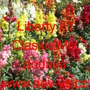Hled&iacute;k vět&scaron;&iacute; Liberty F1 Classic Mix