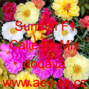 &Scaron;rucha velkokvět&aacute; Sundial F1 Caliente Mix