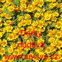 Černonožec bahenn&iacute;, melampodium Derby