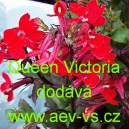 Lobelka leskl&aacute; Queen Victoria