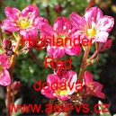 Lomik&aacute;men Arendsův Highlander Red