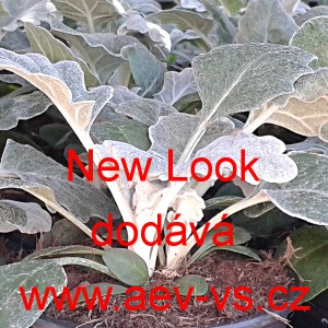 Straček př&iacute;mořsk&yacute; New Look