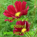 Kr&aacute;senka zpeřen&aacute; Rubenza