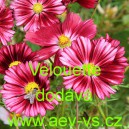 Kr&aacute;senka zpeřen&aacute; Velouette