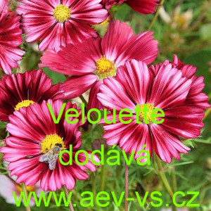 Kr&aacute;senka zpeřen&aacute; Velouette