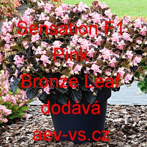 Kysala mezidruhov&aacute; Sensation F1 Pink Bronze Leaf