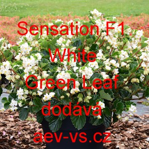 Kysala mezidruhov&aacute; Sensation F1 White Green Leaf