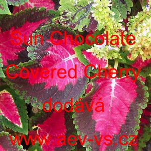 Africk&aacute; kopřiva, Pochvatec ozdobn&yacute;, &scaron;i&scaron;&aacute;kovit&yacute;, Kopřivěnka zkř&iacute;žen&aacute; Sun Chocolate Covered Cherry