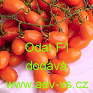 Rajče tyčkov&eacute; hybridn&iacute; Odat F1