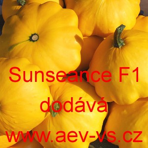 Patizon (tykev obecn&aacute;) hybridn&iacute; Sunseance F1