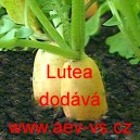 Ředkev set&aacute; Lutea