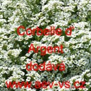 Tařice př&iacute;mořsk&aacute;, tařicovka, laločnice Corbelle d Argent