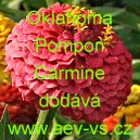 Ost&aacute;lka sličn&aacute;, lep&aacute; Oklahoma Pompon Carmine 