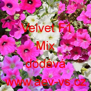 Pet&uacute;nie zkř&iacute;žen&aacute; &bdquo;surf&iacute;nie&ldquo; převisl&aacute; Velvet F1 Mix