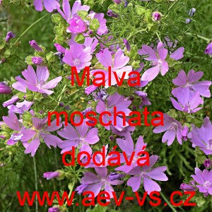 Sl&eacute;z pižmov&yacute;