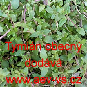 Tymi&aacute;n obecn&yacute;