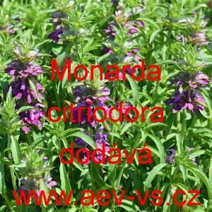 Zavinutka citronov&aacute;, M&aacute;ta citronov&aacute;