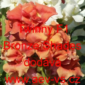Hled&iacute;k vět&scaron;&iacute; Twinny F1 Bronze Shades