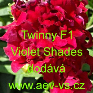 Hled&iacute;k vět&scaron;&iacute; Twinny F1 Violet Shades