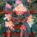 Kysala bolivijsk&aacute; převisl&aacute; Copacabana F1 Tricolor