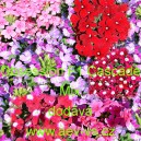 Spor&yacute;&scaron; zahradn&iacute;, zkř&iacute;žen&yacute; Obsession F1 Cascade Mix