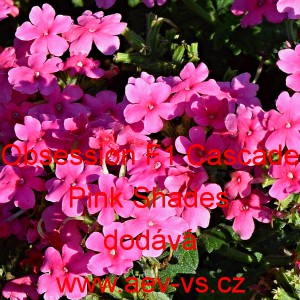 Spor&yacute;&scaron; zahradn&iacute;, zkř&iacute;žen&yacute; Obsession F1 Cascade Pink Shades
