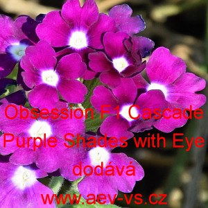 Spor&yacute;&scaron; zahradn&iacute;, zkř&iacute;žen&yacute; Obsession F1 Cascade Purple Shades with Eye